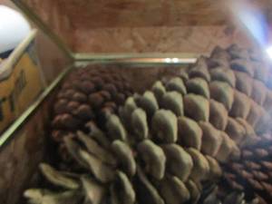lot 179 image: Unicorn trunk full of pine cones