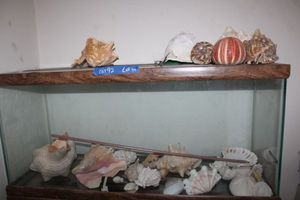 lot 91 image: Seashell collection, some are quite large see all photos