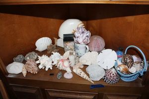 lot 249 image: Seashell collection