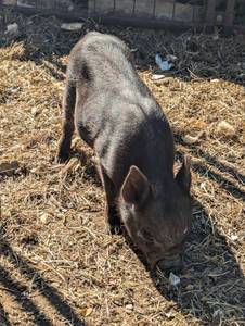 lot 133 image: Black Mini Potbelly Boar (Age 2-3 mo) - Livestock - Not Intended for Food