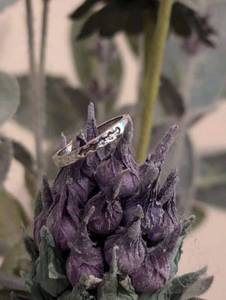 lot 286 image: Sz 6 Vintage Style Stainless Steel Ring NEW with Black Jewelry Box