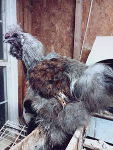 lot 347 image: Blue Partridge Silkie Rooster - 5 Toes Each Foot, Dark Skin, Large Mulberry Walnut Comb, Nice Blue Ears, Approx. 1 Yr Old from 3 Amigas Silkie and Satin Specialties