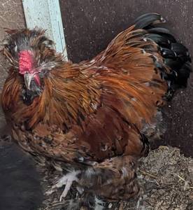lot 348 image: Mille Fleur Satin Rooster from TOP #1  LINES (Mix of Lauren, Anna, and Lucas lines) Dark Skin, 4 ToesEa, Patterns Coming in and Still Young, Approx. 7-8 mo.
