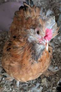 lot 349 image: Mille Fleur Satin Rooster #2 from TOP LINES (Mix of Lauren, Anna, and Lucas lines) Dark Skin, 4 ToesEa, Patterns Coming in and Still Young, Approx. 7-8 mo.