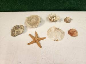 lot 230 image: Selection of ocean-beach items- Starfish, coral, etc..