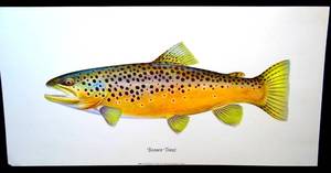 lot 124 image: COLORFUL RON JENKINS BROWN TROUT PRINT - 10 X 20 READY TO FRAME