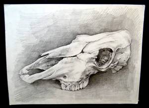 lot 137 image: COOL PENCIL DRAWING PRINT OF COW SKULL BY UNKNOWN ARTIST - 9 X 12