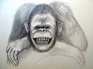 lot 141 image: ORIGINAL PENCIL SKETCH UNKNOWN ARTIST OF SMILING APE - 15 X 23