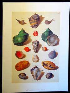 lot 221 image: COLORFUL SEASHELL PRINT PERFECT FOR DRAMING - 11 X 15