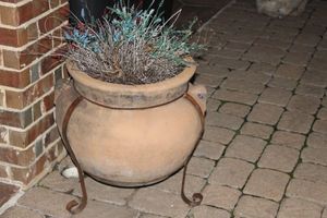 lot 127 image: Big Terracotta Planter with plant