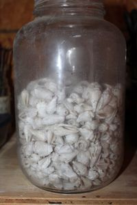 lot 169 image: Sea Shells with Holes For Jewelry Crafting