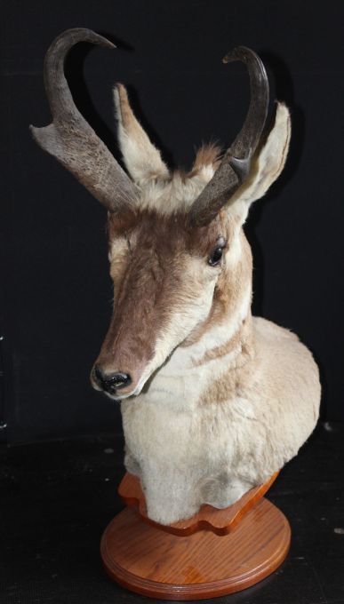 lot 2 image: Pronghorn Antelope Shoulder Mount