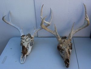 lot 51 image: Two White Tail Deer Skulls