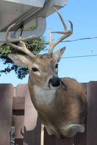 lot 45 image: Mounted Semi - Upright White Tail Deer
