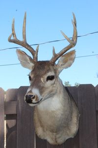 lot 100 image: White Tail Shoulder Mount Deer