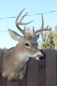 lot 101 image: White Tail Shoulder Mount Deer