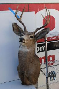 lot 120 image: White Tail Deer Shoulder Mount