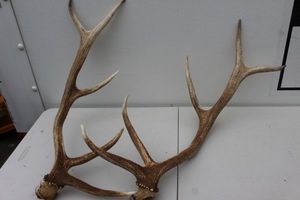 lot 278 image: Antlers For Hunting Deer