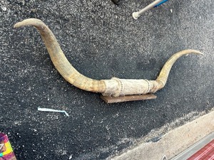 lot 1 image: BULL HORNS  56 WIDE    - GREAT CONDITION