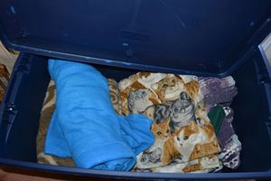 lot 152 image: Large storage tote with blankets