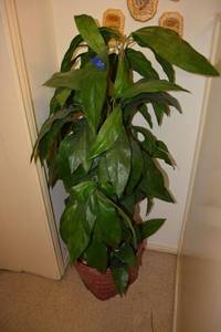 lot 219 image: Artificial plant - about 4 ft. tall