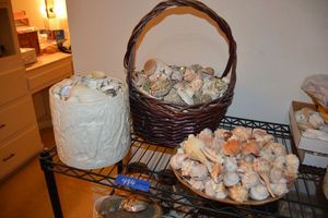 lot 494 image: Shells