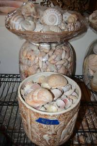 lot 501 image: Shells