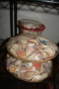 lot 503 image: Shells