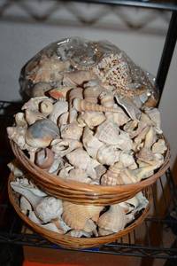 lot 505 image: Shells