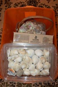 lot 506 image: Shells