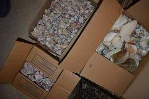 lot 507 image: Shells