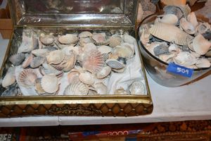 lot 509 image: Shells