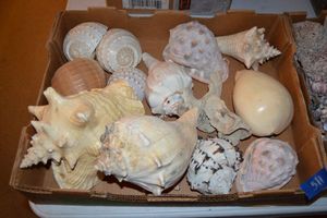 lot 511 image: Large shells, see photos