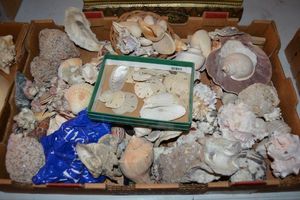 lot 512 image: Shells