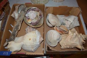 lot 513 image: Large shells, see photos