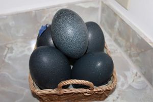 lot 605 image: Emu eggs - set of 5