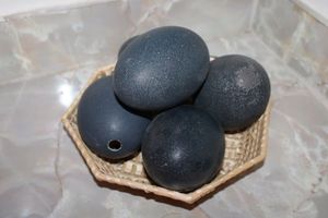 lot 606 image: Emu eggs - set of 5