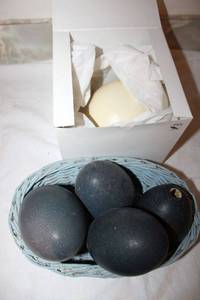 lot 609 image: Emu and Ostrich eggs - 5 total