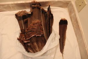 lot 627 image: Turkey feathers, see photos