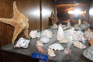lot 672 image: Shells and starfish