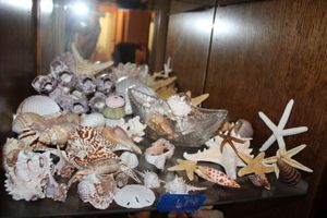 lot 674 image: Shells and starfish