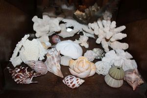 lot 675 image: Shells and coral