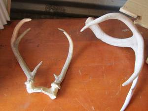 lot 276 image: deer antlers