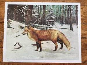 lot 24 image: Ready for your frame - Red Fox - limited Edition Print - Artist C.W. Vittitow - 18 x 23 (E)