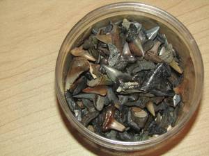lot 350 image: SHARK TEETH - various size and large lot