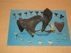 lot 364 image: qty 2 large shark teeth and a shark tooth post card