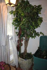 lot 334 image: Large artificial Ficus tree