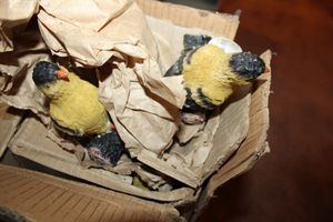 lot 288 image: Resin birds - 2 boxes