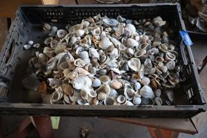 lot 883 image: Shells