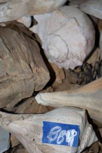 lot 884 image: Shells